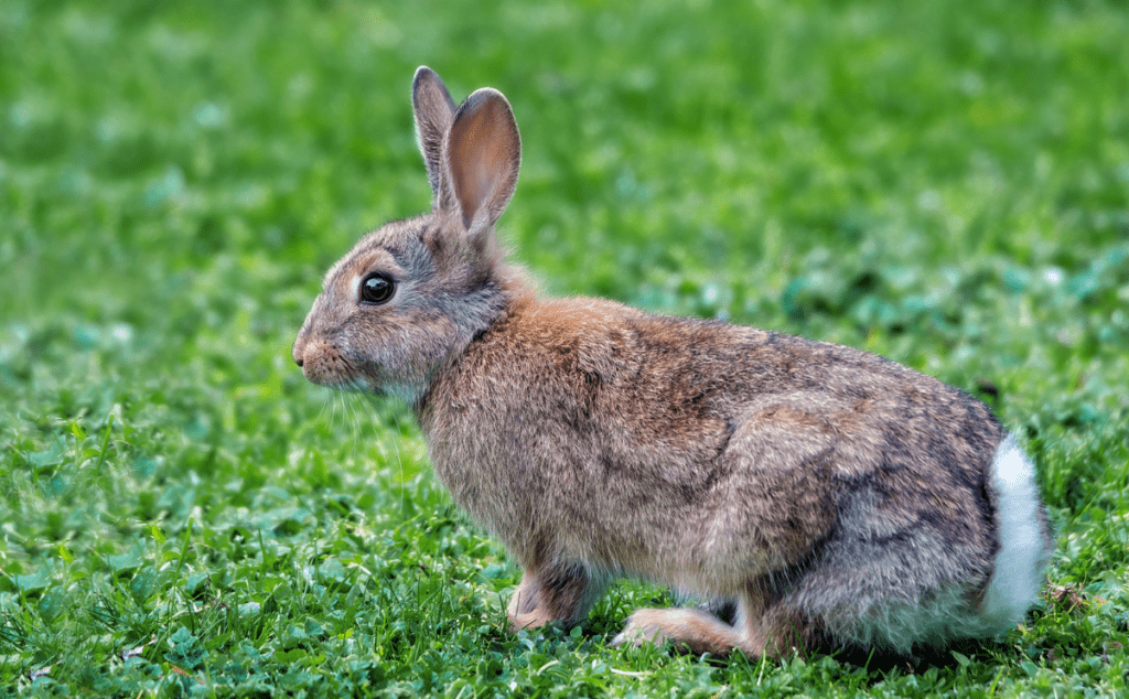 Cute Bunny Tails – 15 Questions Answered About A Rabbit’s Tail