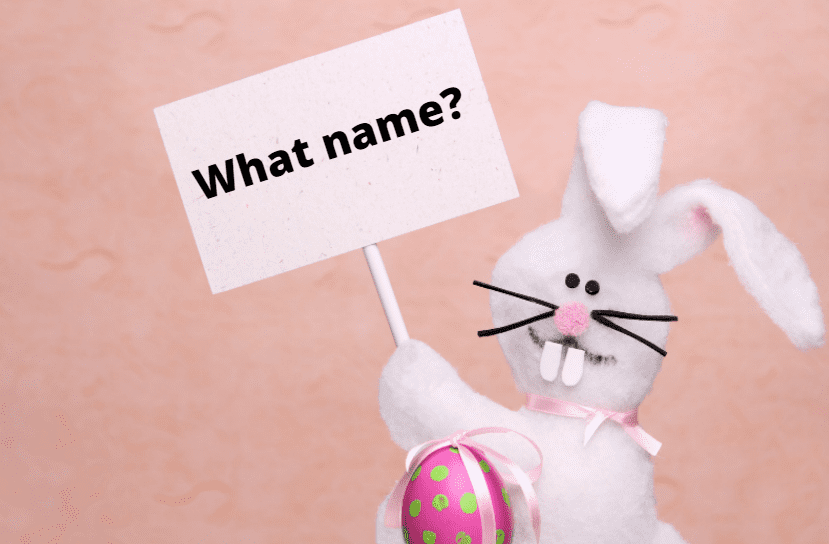 Baby Rabbit Names - What's the Cutest Name for Your Bunny?