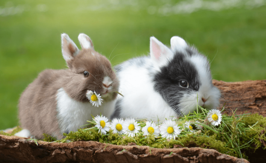 Bunnies are great pets.